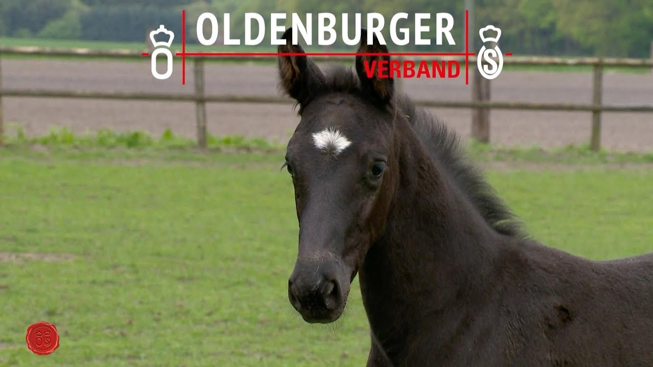 Ich möchte ein Fohlen aus meiner Stute ziehen. Wie muss ich vorgehen?