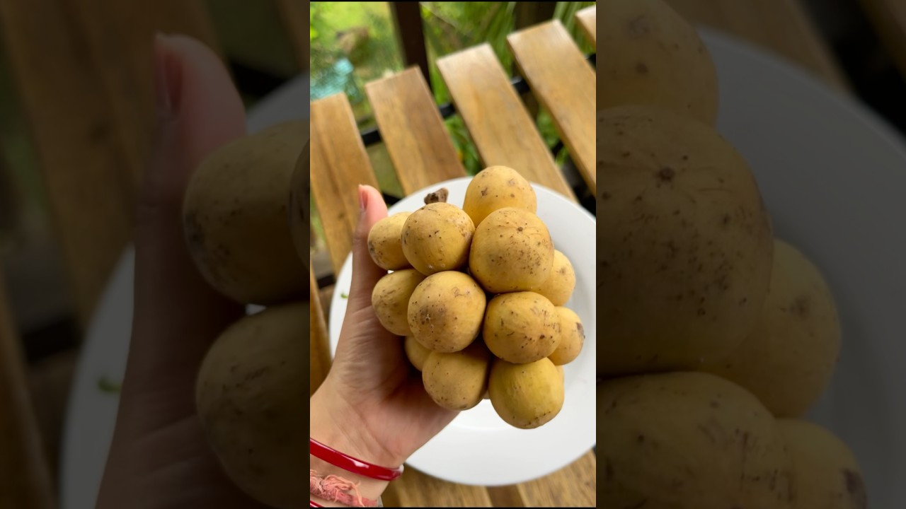 Ever tried this fruit Langsat ?? 🌼✨ #proudlyhybrid #langsat #shorts #fruits 💕