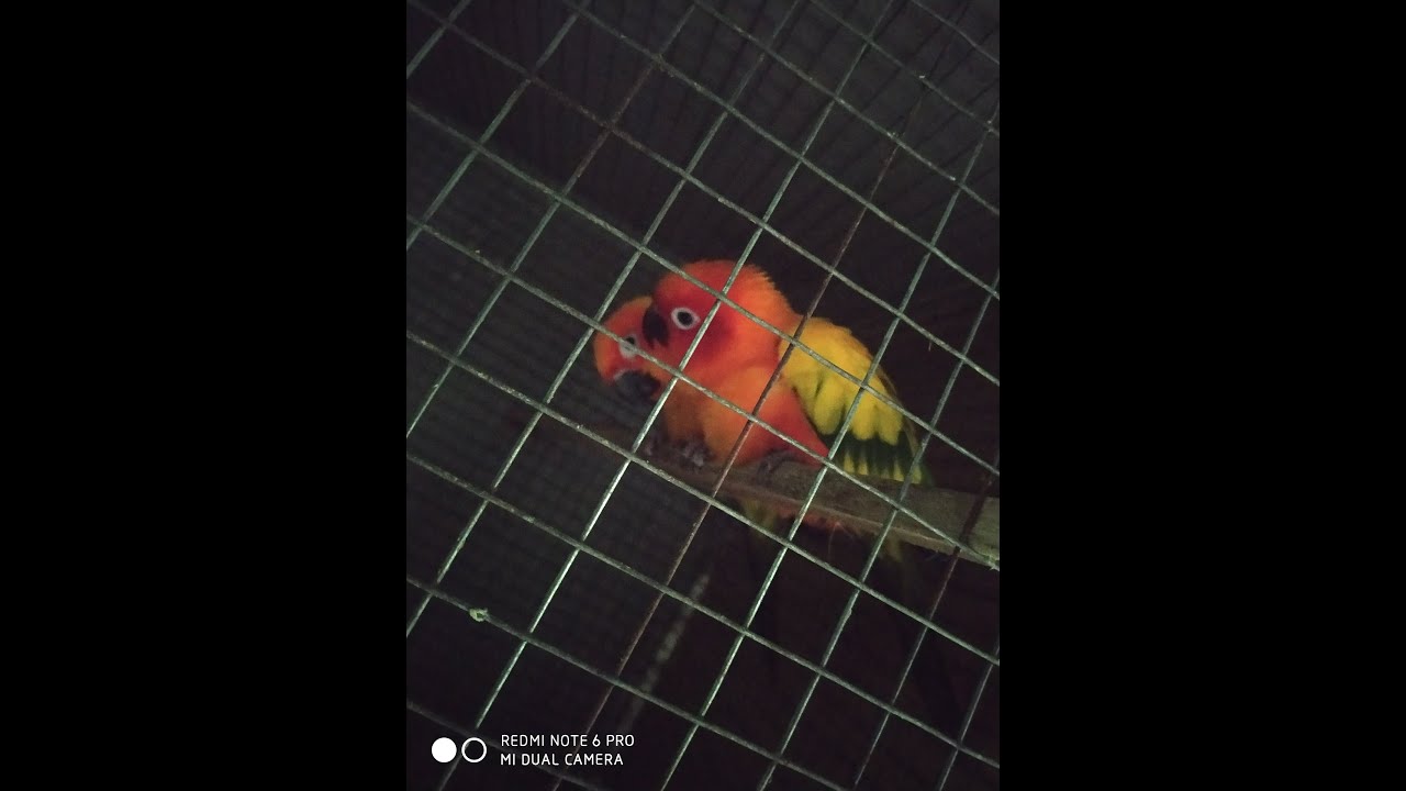 16 pairs sun conure Breeding farm at Kolkata😍❤//Biggest sun conure farm at Kolkata/west Bengal/India