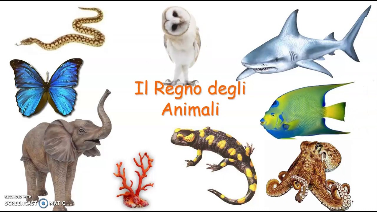 Regno degli ANIMALI - parte 1
