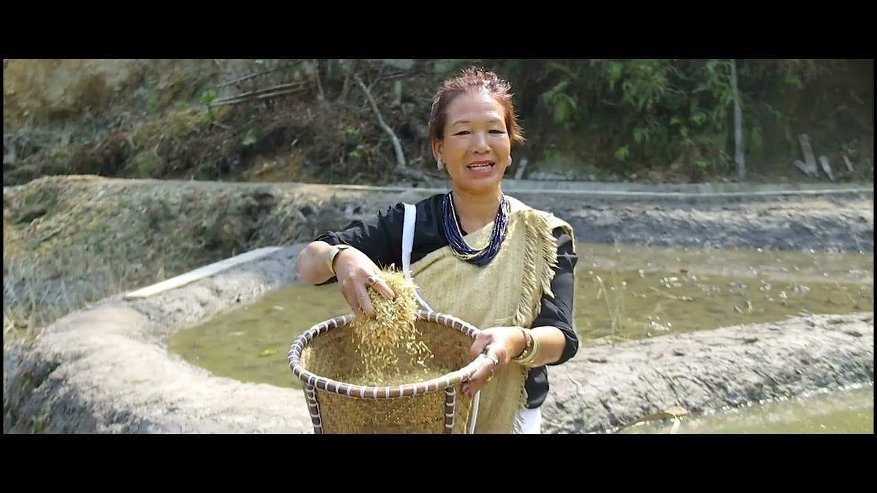 Apatani Miding (Rice Crop Seeding Field) | Ziro Arunachal Pradesh 