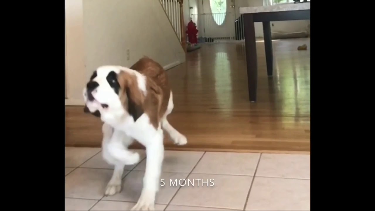 Mia the Saint Bernard 2 Months to 1 Year Growth