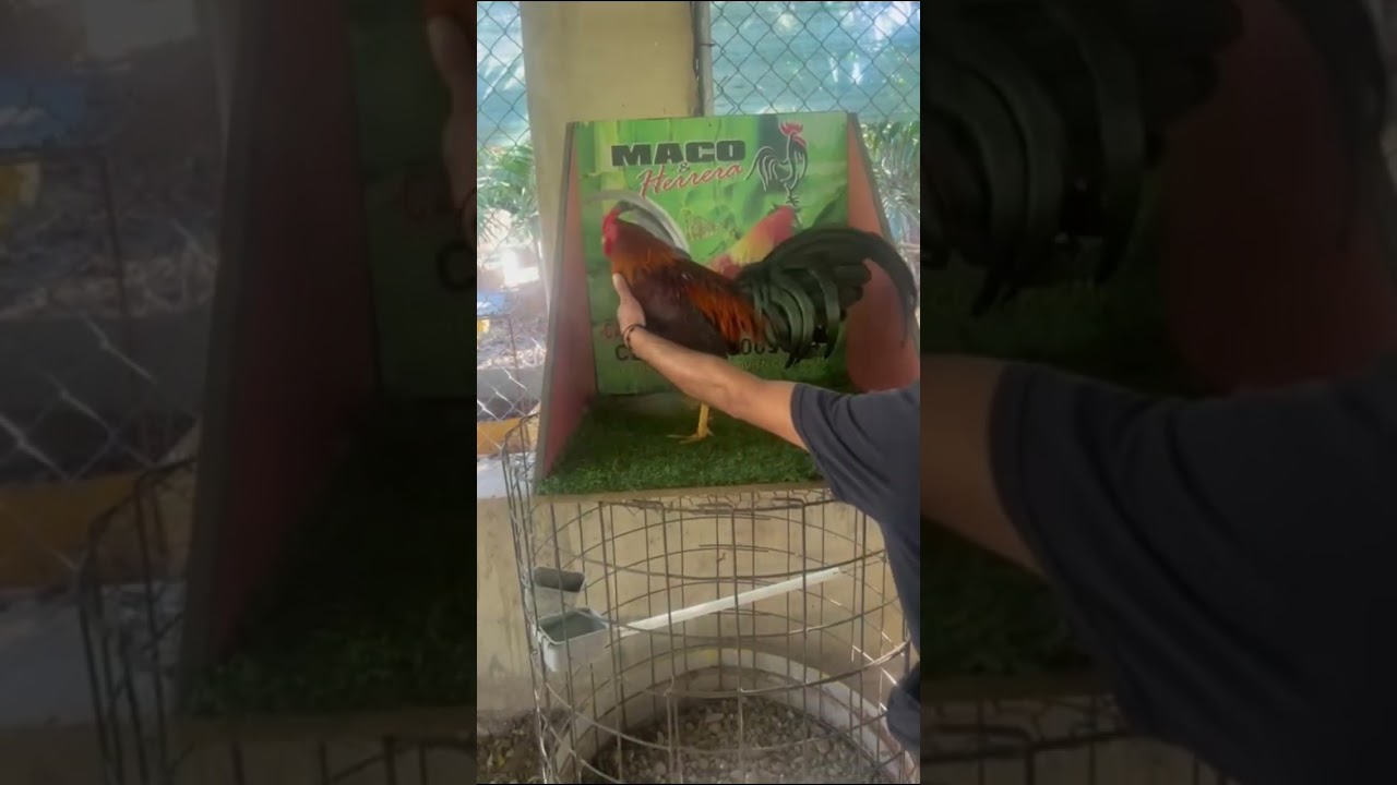 Gallos Finos a la venda 10mil C/U disponibles para que tengas gallos de calidad Dominicanos