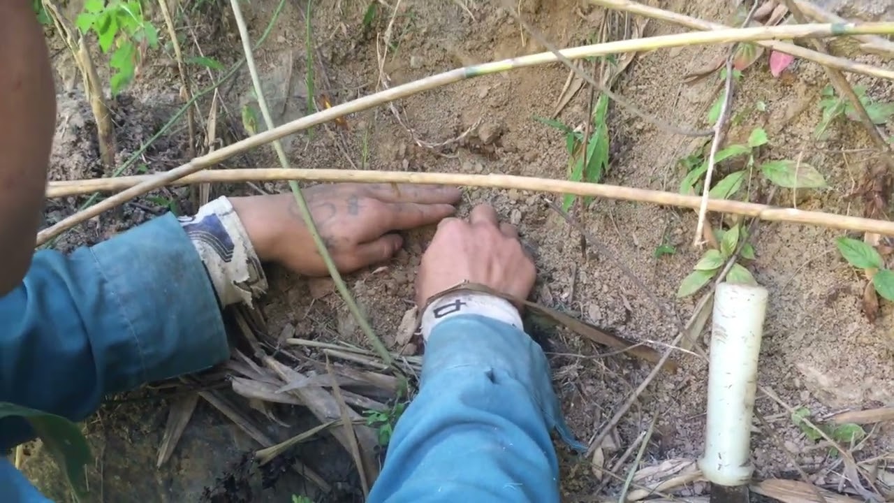 buổi chiều đi bẫy chuột trong bãi ngô
