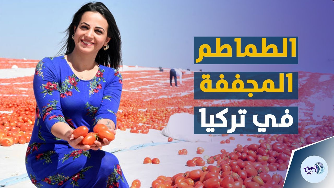 انطلاق موسم الطماطم المجففة في تركيا