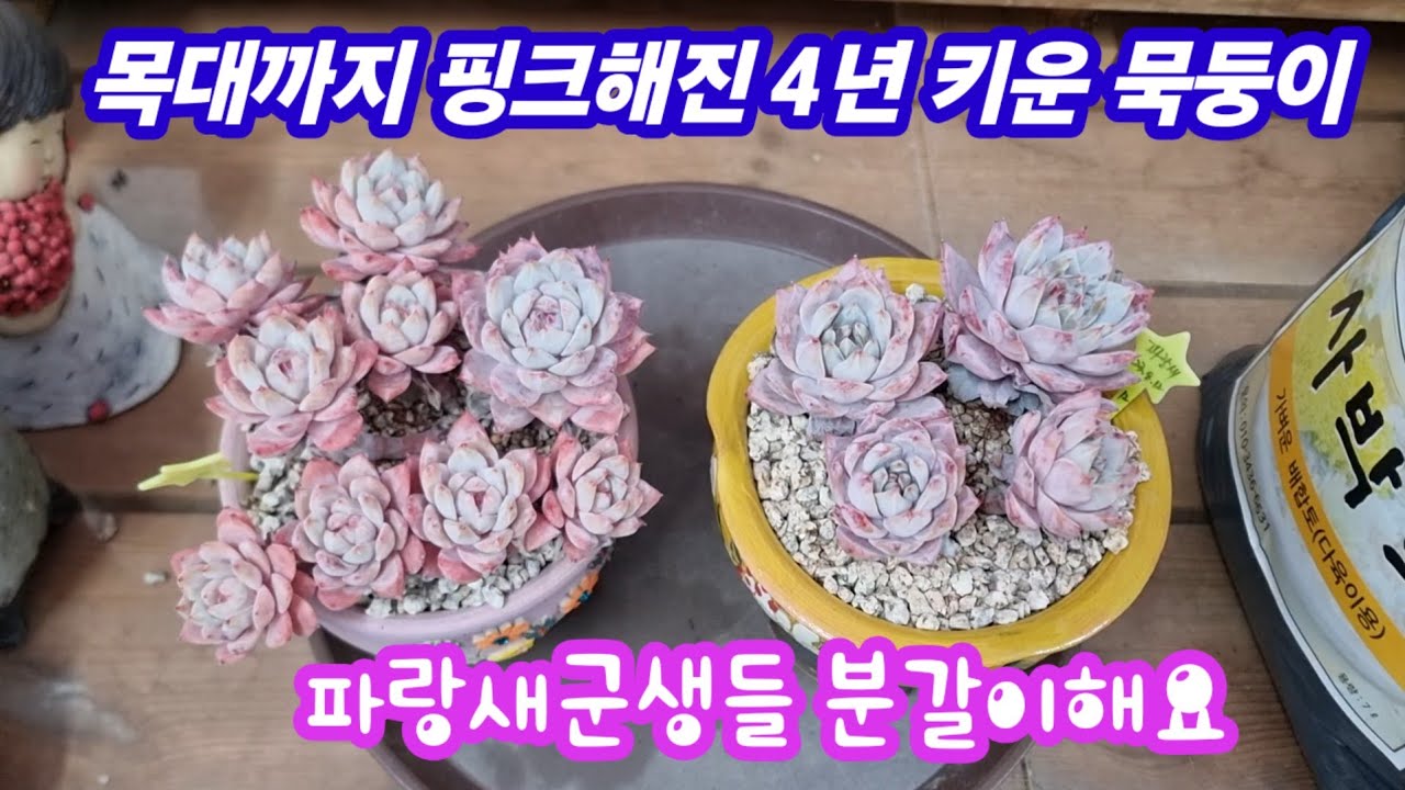 26.3.7 🌹목대까지 핑크~ 4년키운 묵둥이 파랑새들 분갈이해요🌹 #사박토 010 3436 6631 
