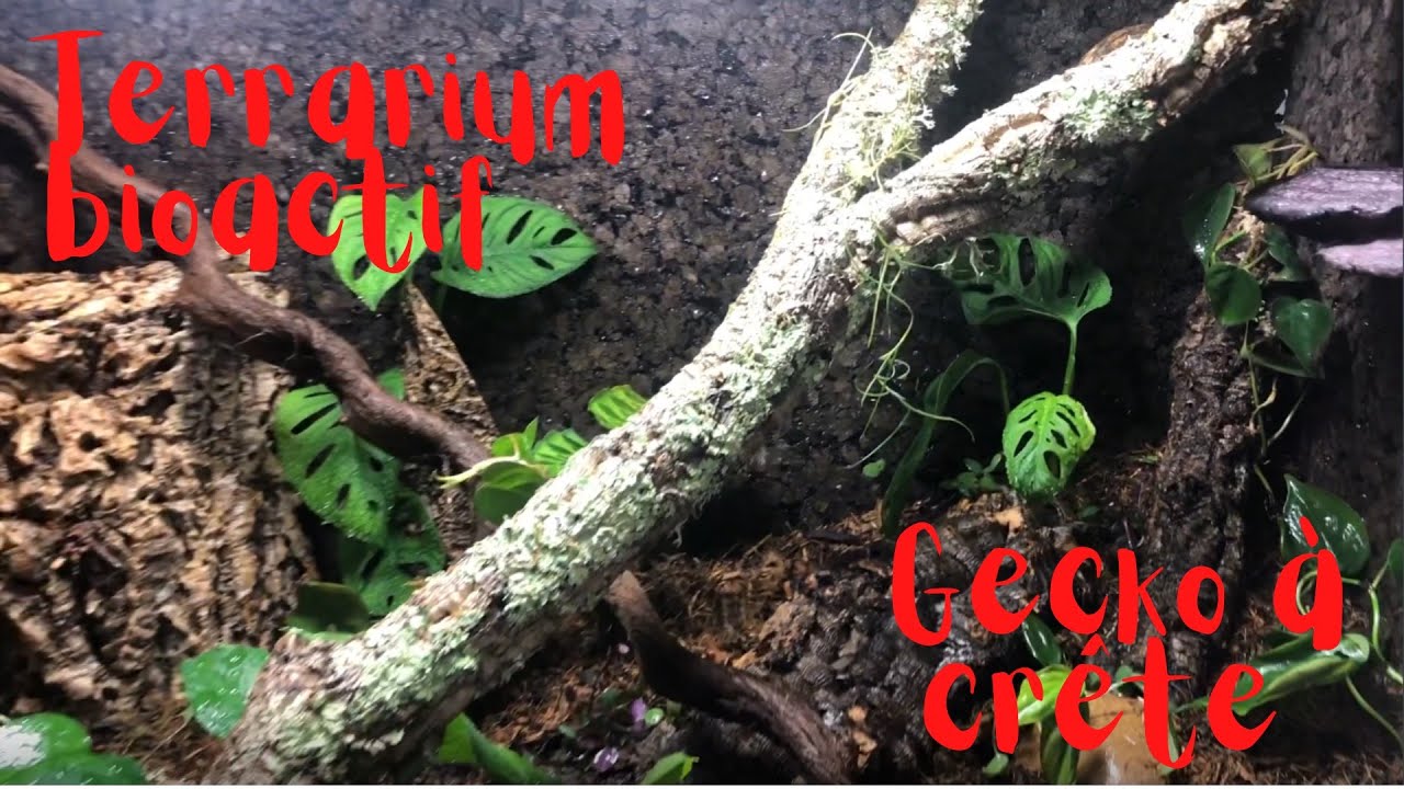 TERRARIUM BIOACTIF POUR GECKO À CRÊTE !!!
