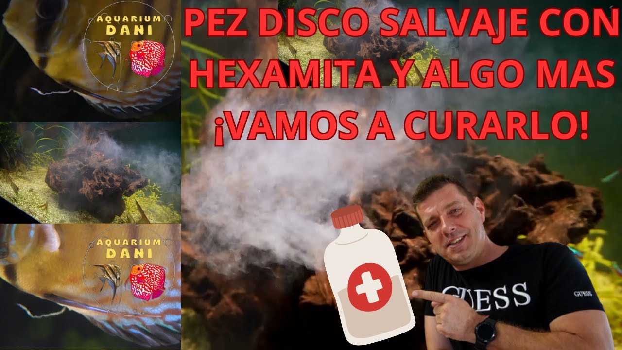 PECES DISCO SALVAJES CURAMOS LA HEXAMITA CON FLUBENDAZOL DE FORMA FÁCIL Y RÁPIDO