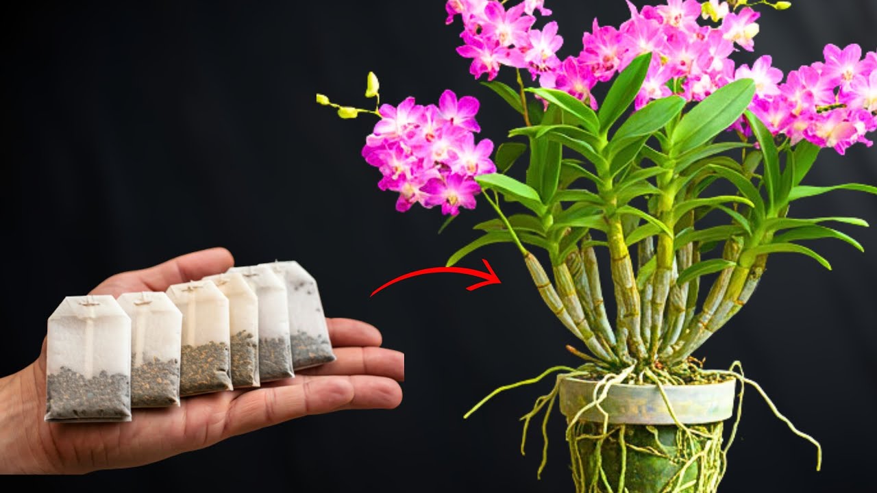 Put 1 bag in the root! Thousands of orchids bloom countinuously all year round