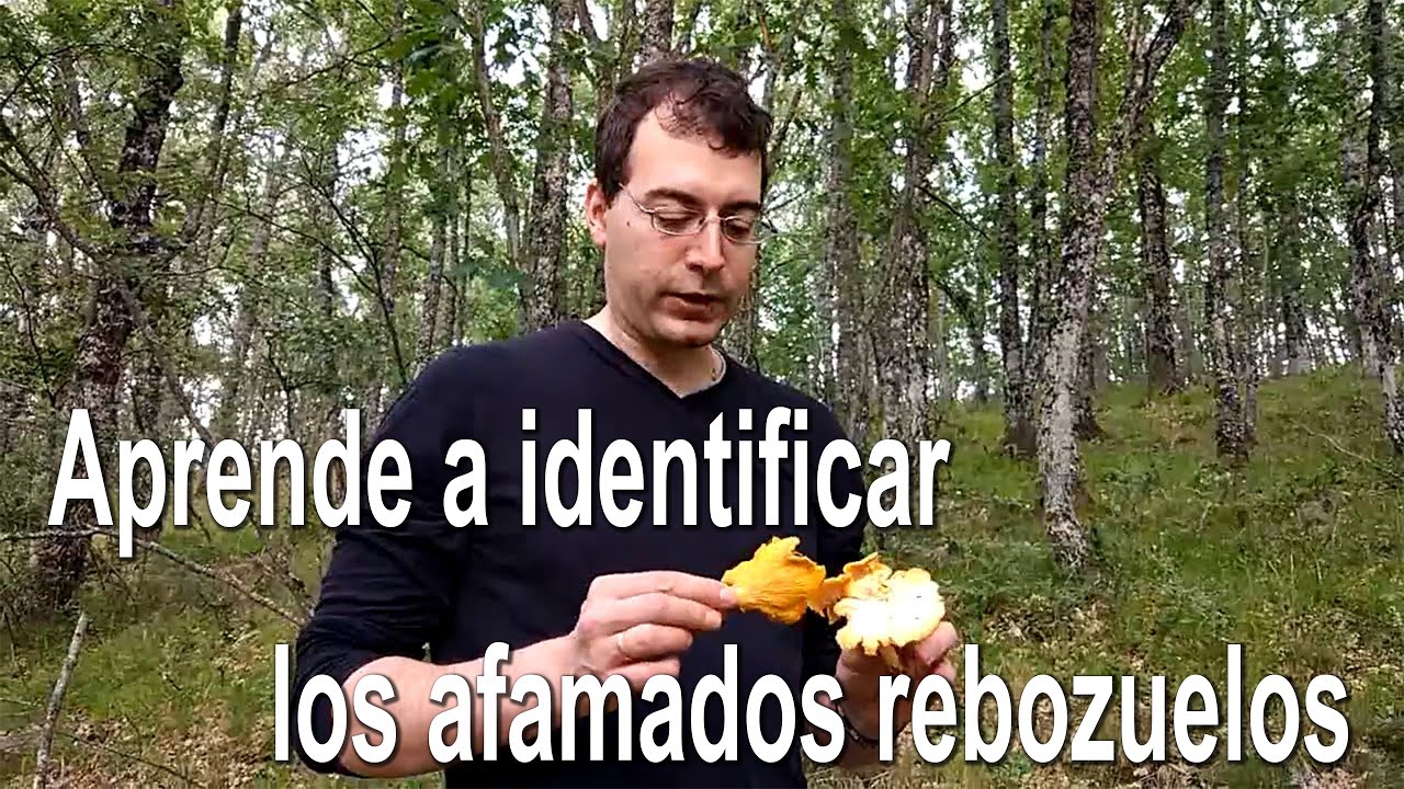 Identifica los rebozuelos (Cantharellus pallens - válido también para C. cibarius -). Identificación