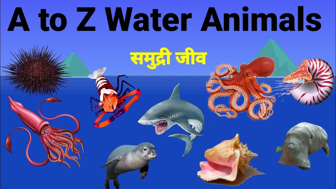 AtoZ aquatic animals/A to Z sea animals for kids/water animals/समुद्री जीव/पानी में रहने वाले जीव