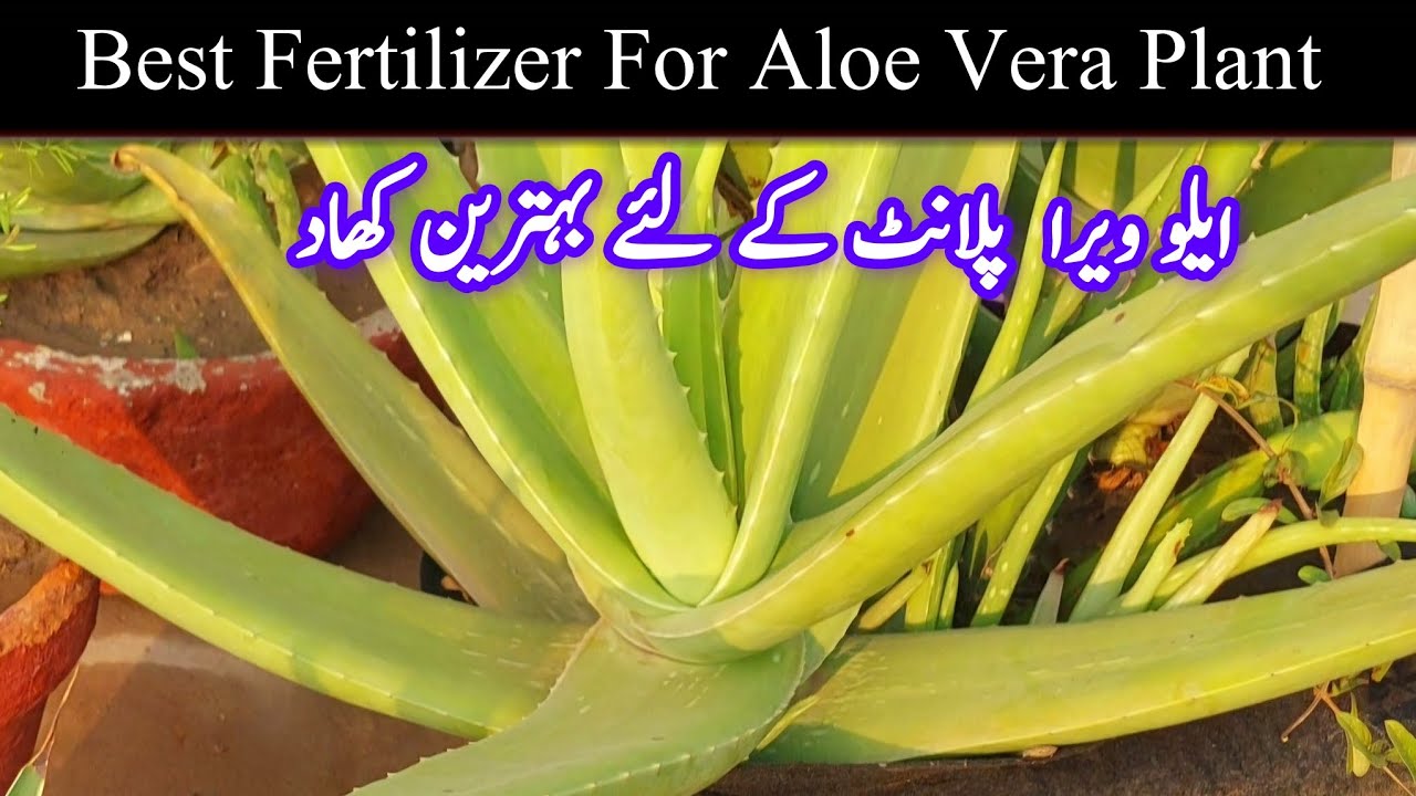 Best fertilizer for aloe vera plant | Aloe Vera plant k liye behtreen khaad 
