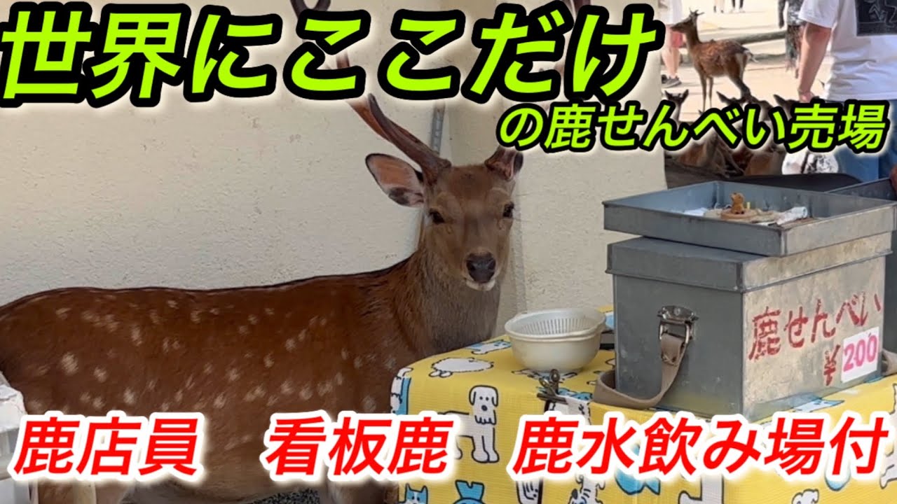 世界にここだけの鹿せんべい売場　鹿店員看板鹿鹿水飲み場　奈良公園鹿