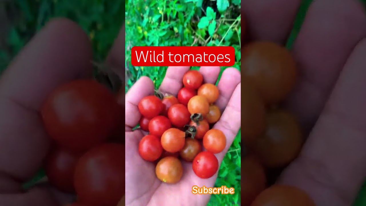 Wild tomatoes 