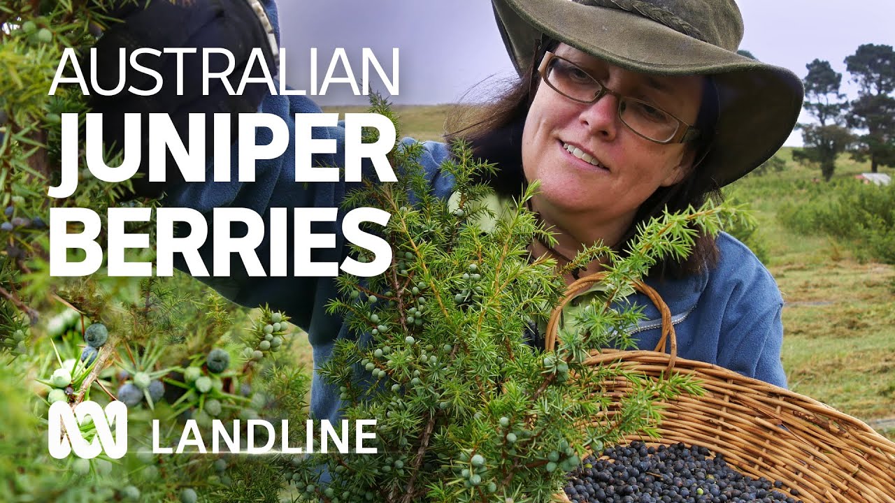 Research backs Australian-grown juniper berries to support nation's gin industry | ABC Landline