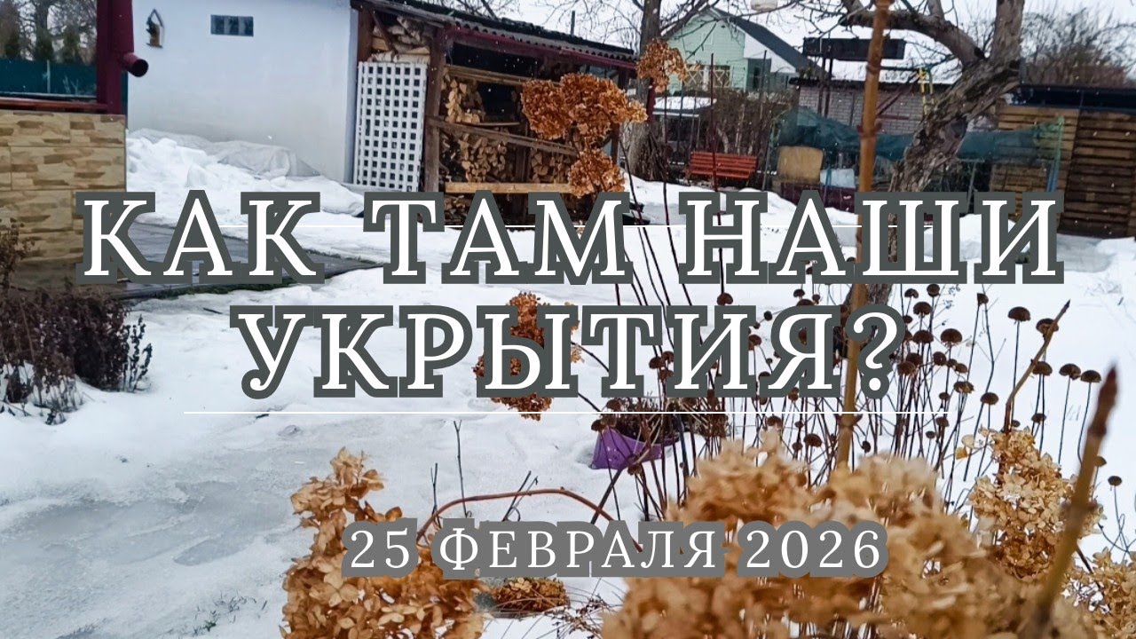 Как выдержали укрытия для роз и гортензий снежную нагрузку? Холодная зима 2026.  Обрезка деревьев 