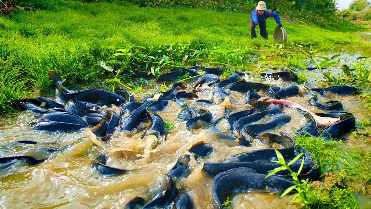 best hand fishing, top fishing videos - catching a lot of fish and pick duck eggs at field by hand