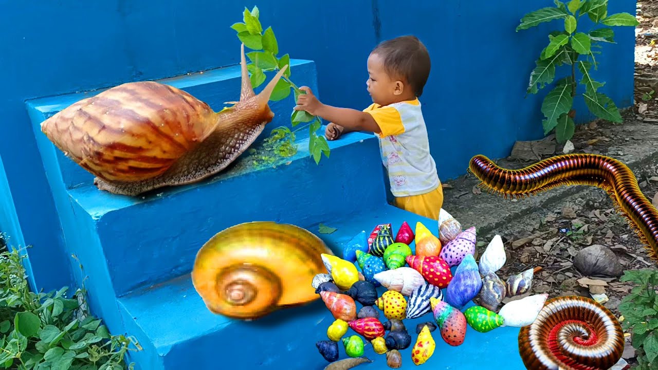 MENCARI LUWING KAKI SERIBU BEKICOT KEONG DI KEBUN | RIRO TOYS OFFICIAL