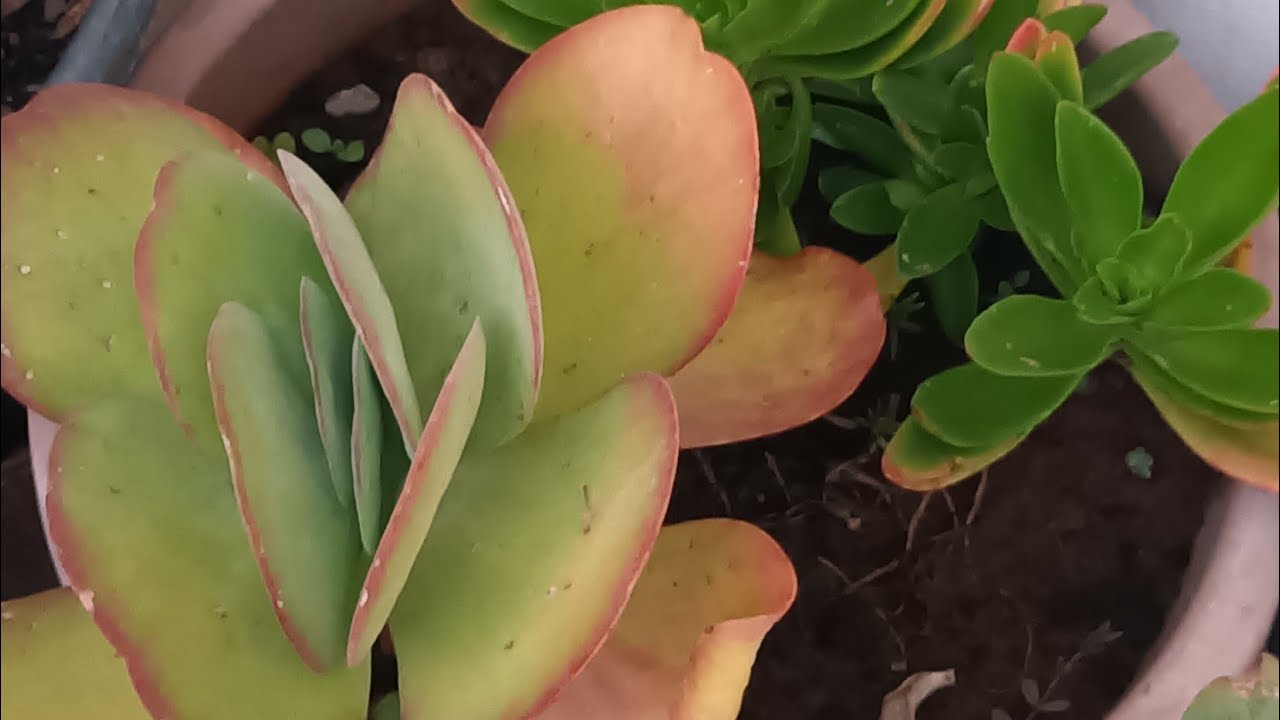 Suculentas que Encantam 🌵✨