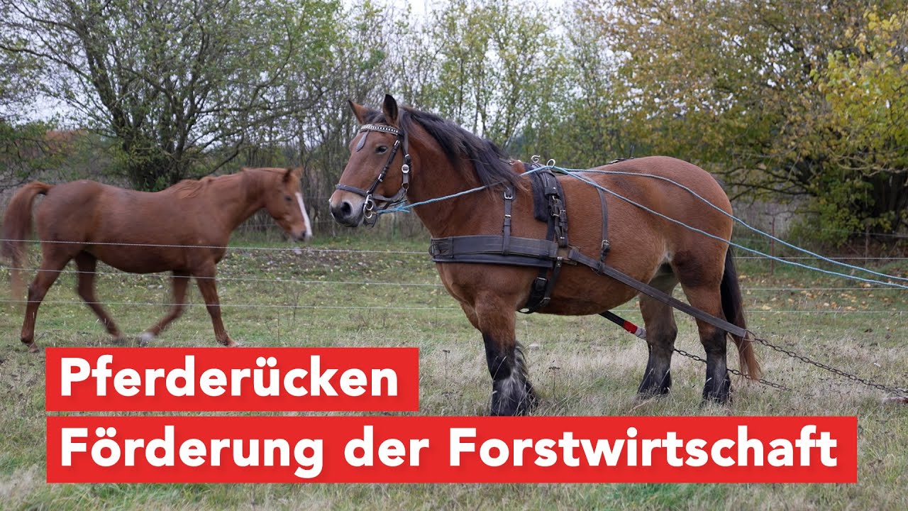 Workshop zum Pferderücken verbindet Forstwirtschaft und Umweltschutz