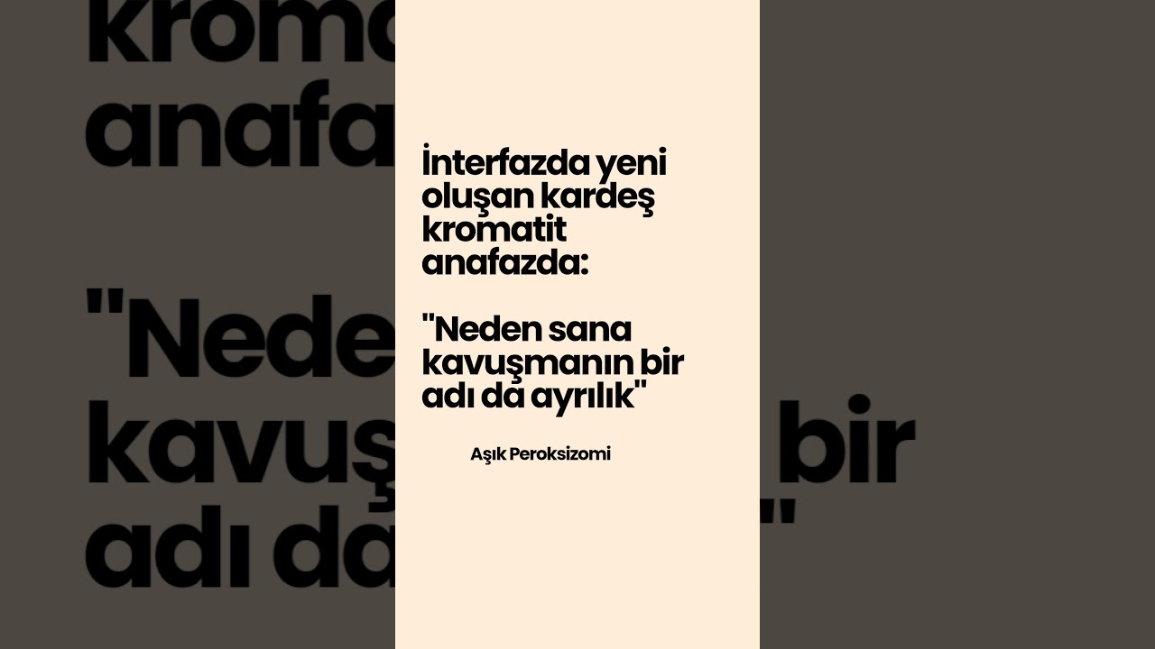 Kardeş Kromatit - Hesap Ver