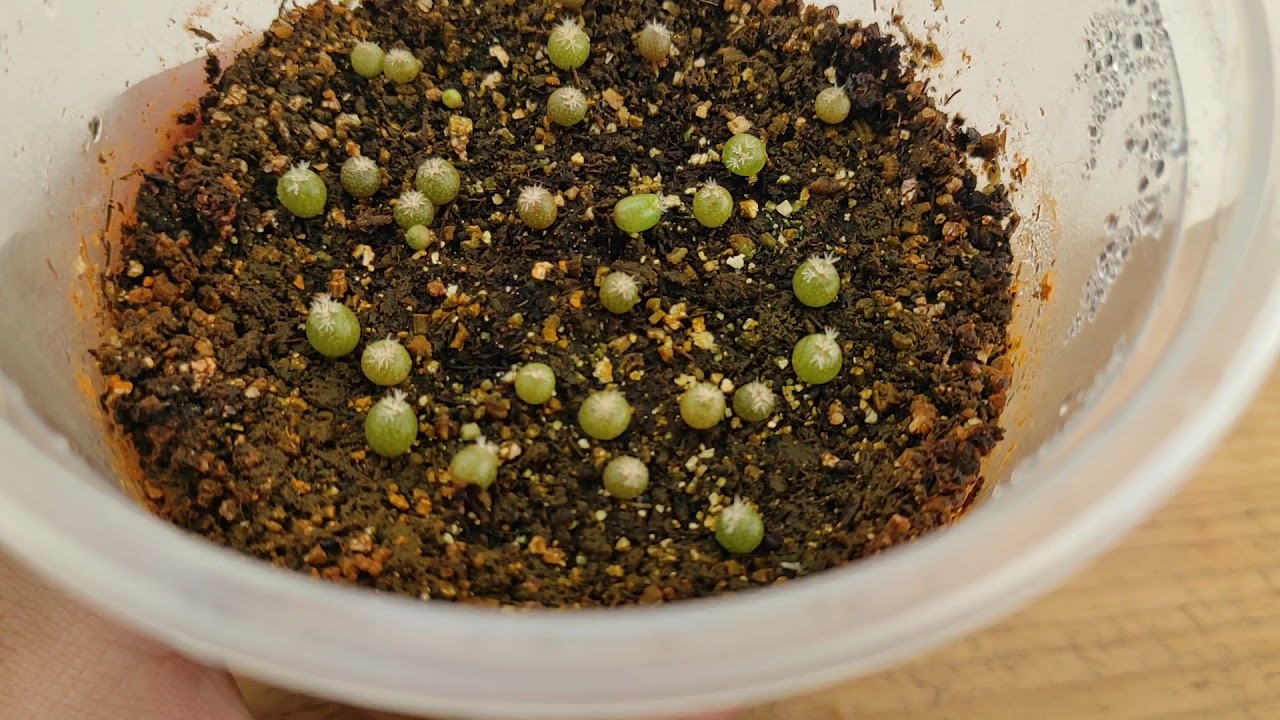 Lophophora williamsii (2 meses) seguimiento
