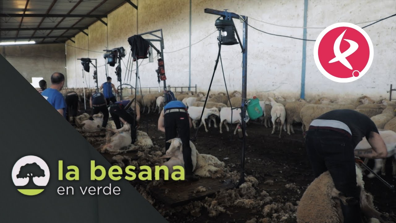Arranca la campaña de esquileo en Extremadura | La Besana en Verde