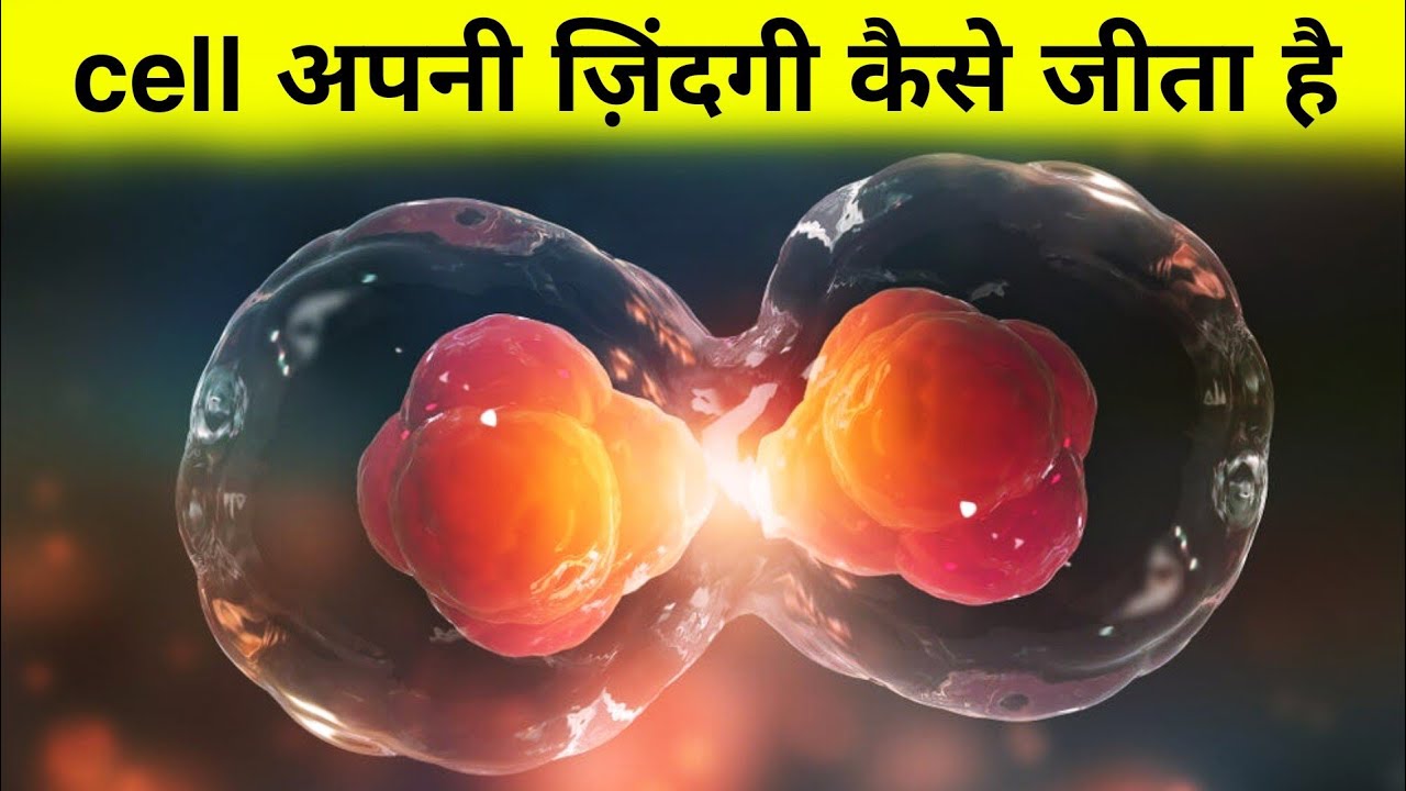 एक दिन में cell के साथ क्या क्या होता हैं - cell cycle