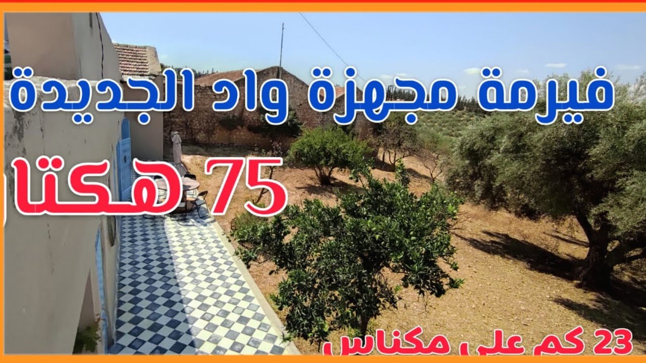 فيرمة مجهزة واد جديدة مكناس 75 هكتار قريبة لطريق أشجار الزيتون والتربة ترس 2 ابار وعين