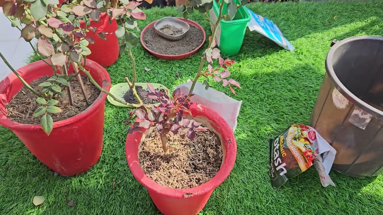 These Mistakes Can Kill Your Rose Plant.