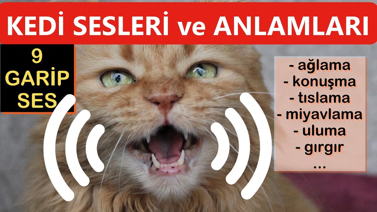 KEDİLERİN ÇIKARDIĞI 9 SES ve ANLAMLARI NELERDİR?