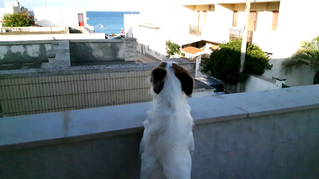#Horus il cane che ulula al passaggio delle #sirene