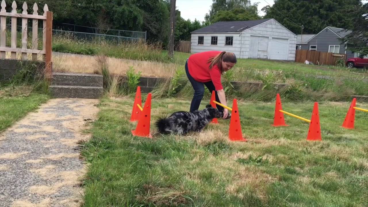 FitPAWS Conditioning Challenge #6