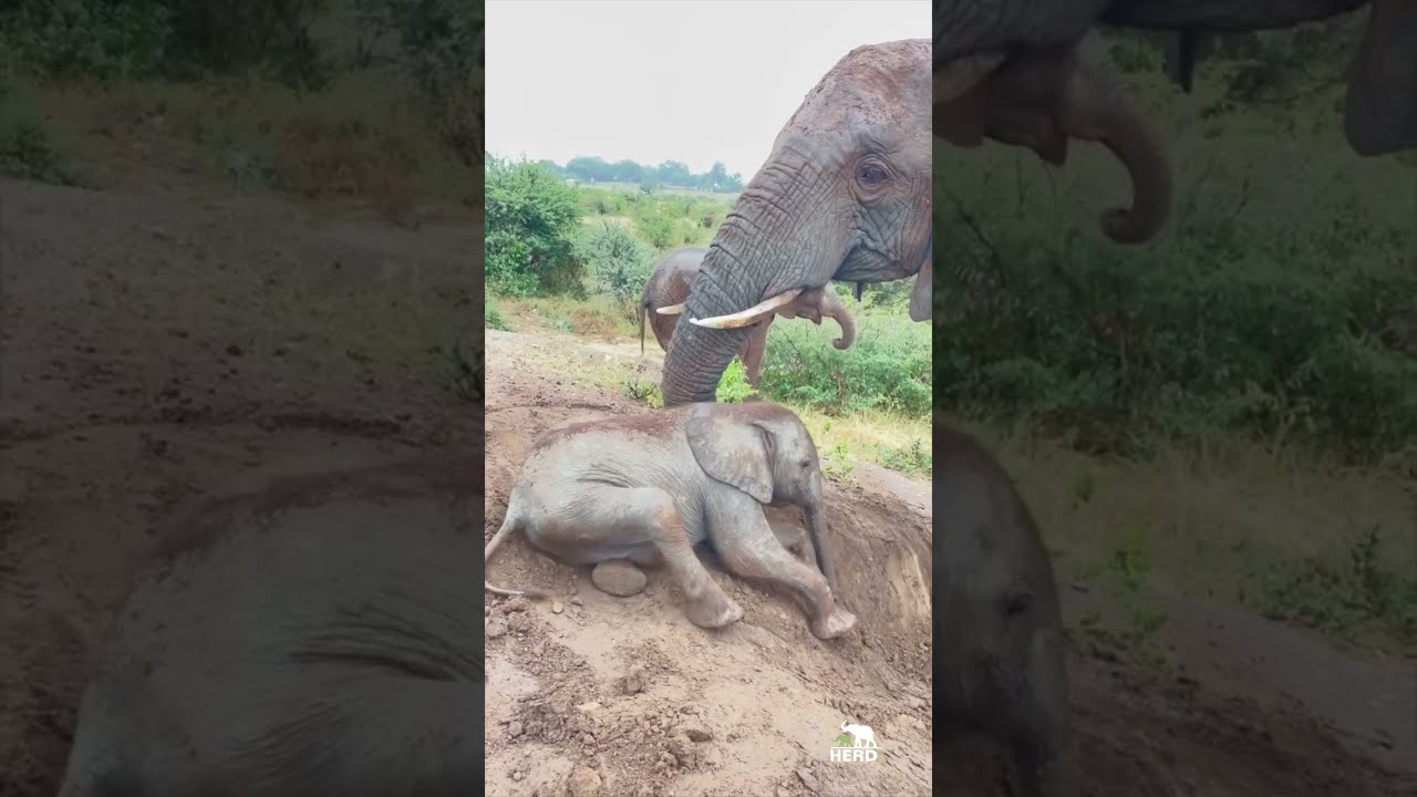 Baby Phabeni Rests & Plays in the Sand Beside Setombe, Klaserie & the Elephants