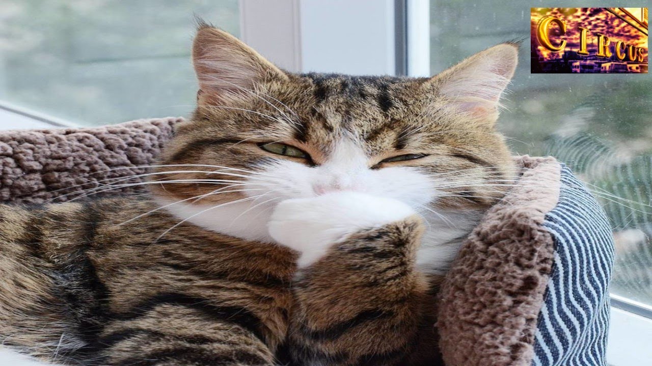 LOS GATOS M&Aacute;S DIVERTIDOS | Top gatos que vas a querer en tu casa