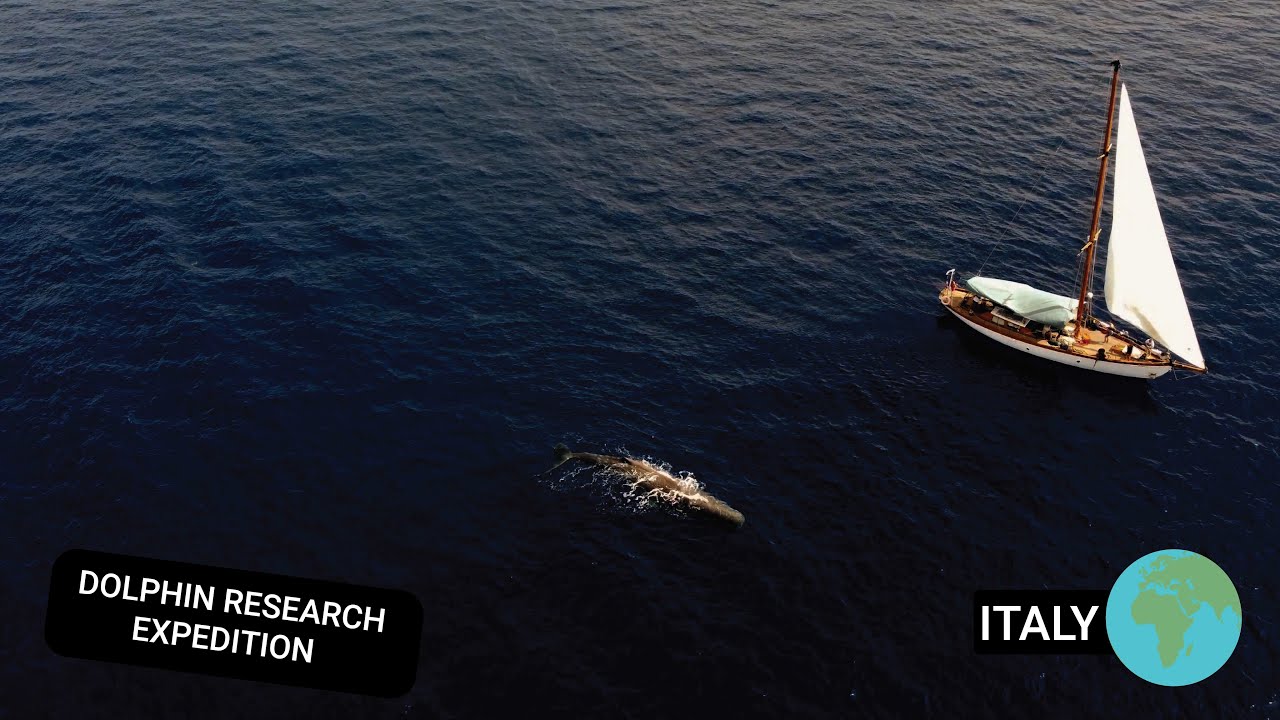 Marine Conservation Volunteering in Italy: Protect Dolphins & Whales!