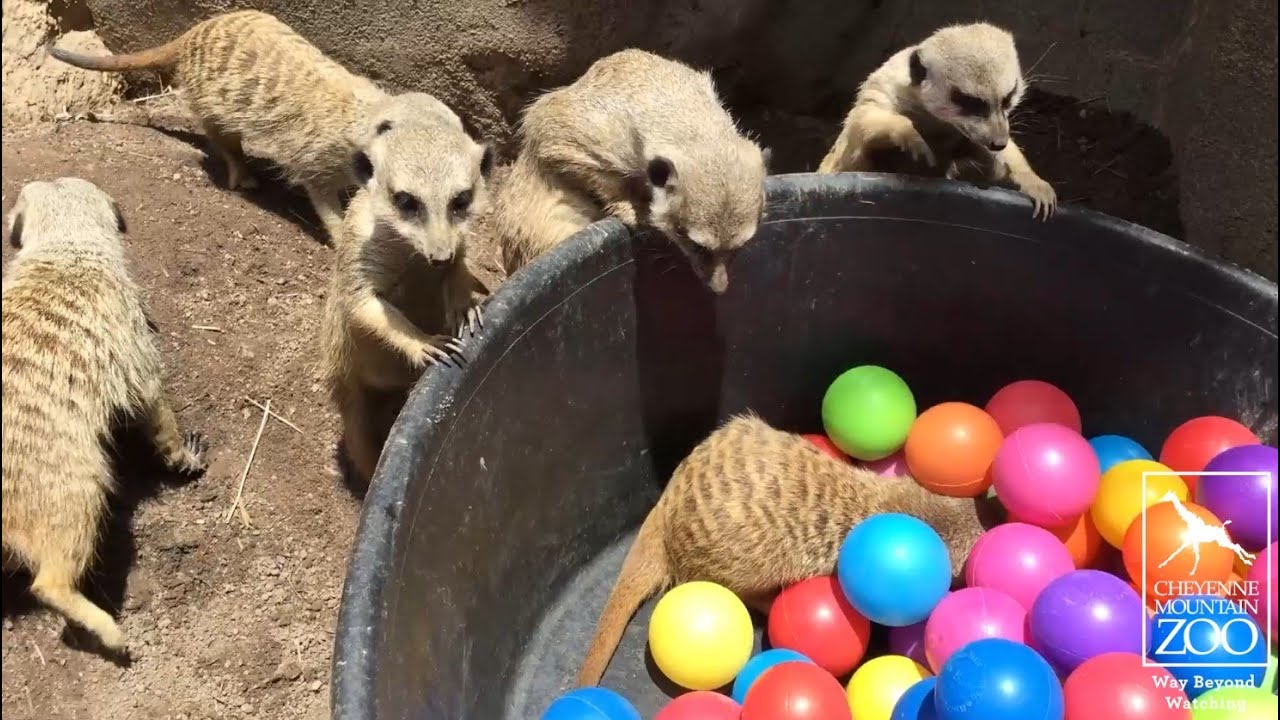 Meerkat Mob Enrichment Challenge