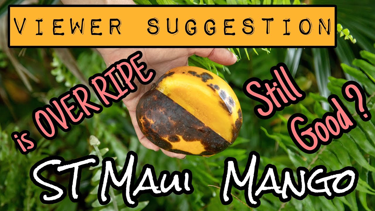 Viewer Suggestion | Is OVERRIPE 'ST Maui' Mango still good?