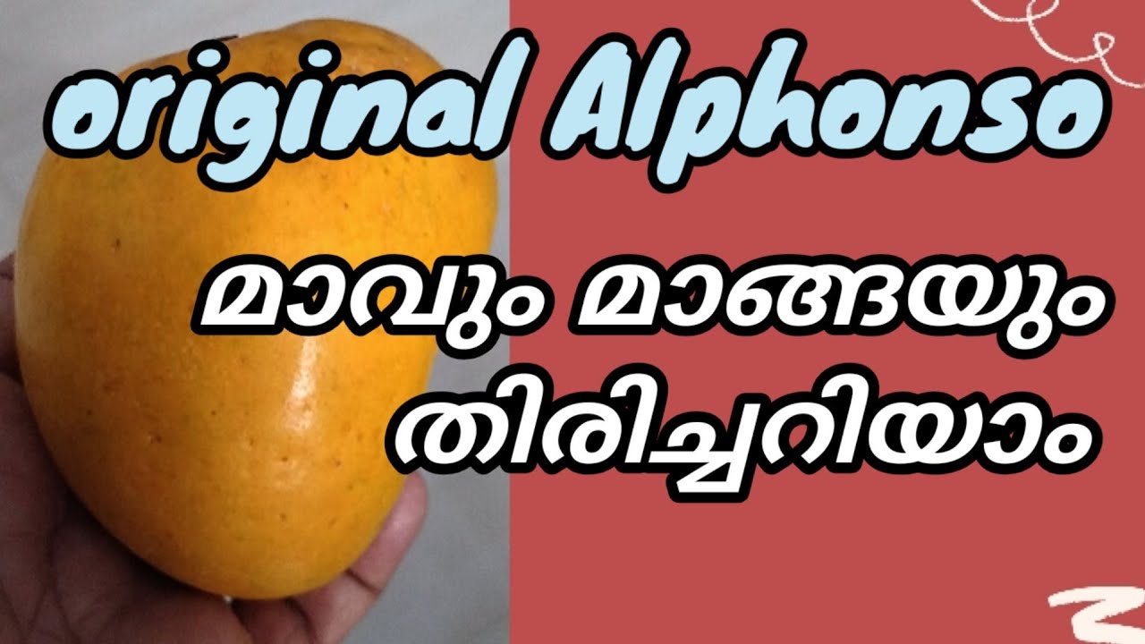 അൽഫോൻസോ മാങ്ങ /alphonso mango/commercial mango varieties