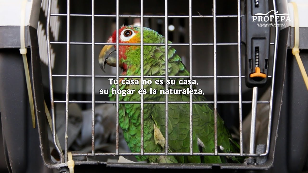 Aves silvestres. Tu casa no es su casa 🏠🦜