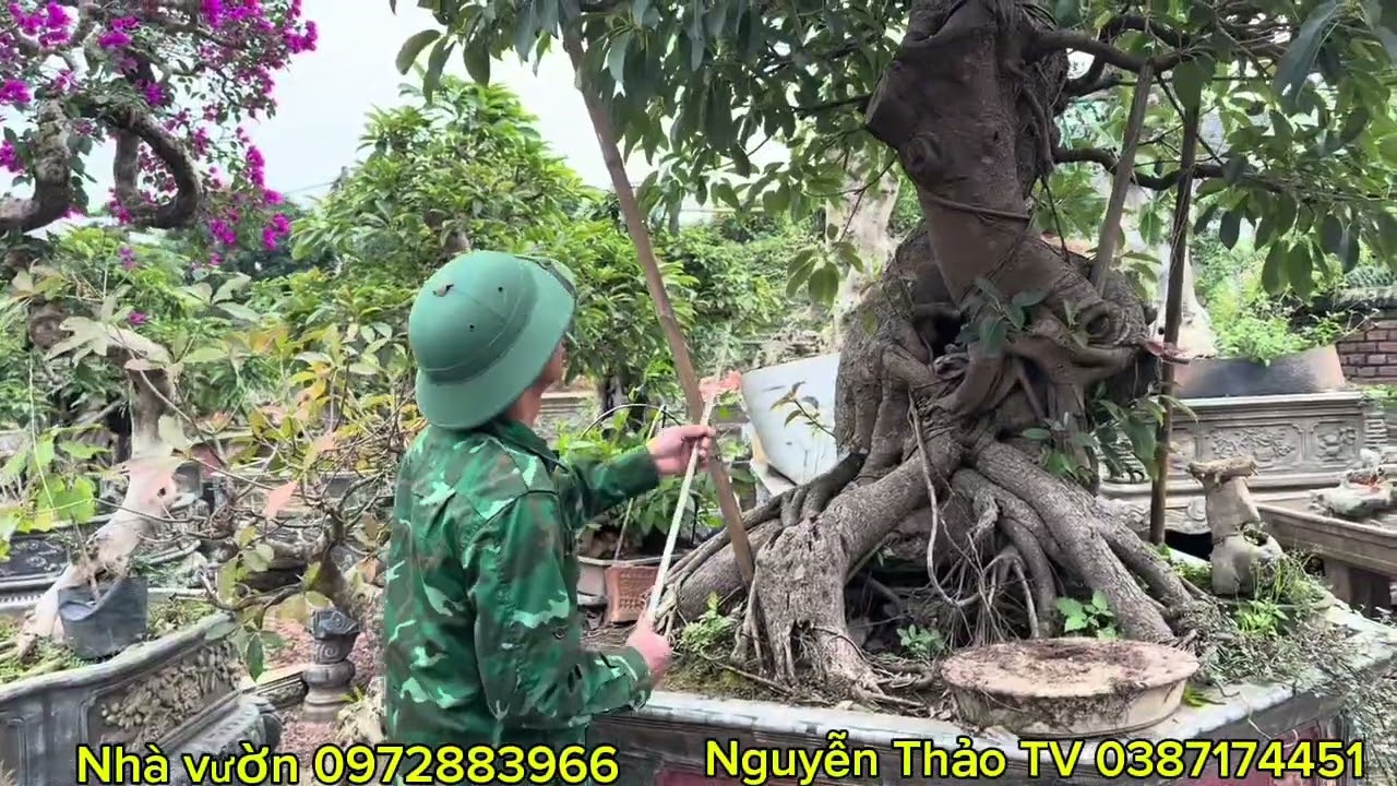 Vườn này đa dạng Duối ,Túc ,hoa giấy , sanh .kết nối và giao Lưu 