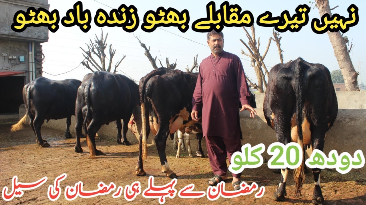 امانت عرف بھٹو سیالکوٹ2 خوبصورت گائیں 2 پہلوان چوٹیاں دستیاب ہیں 14فروری2026
