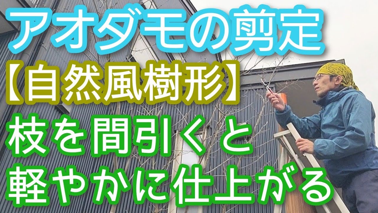 【アオダモの剪定】自然風樹形を生かす手入れのコツ(2026年2月)🌿🎶