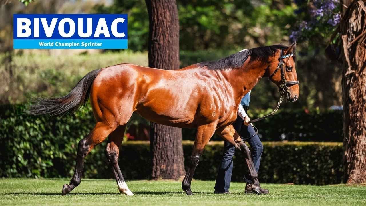 AUS: Bivouac 2022 Stallion Showreel
