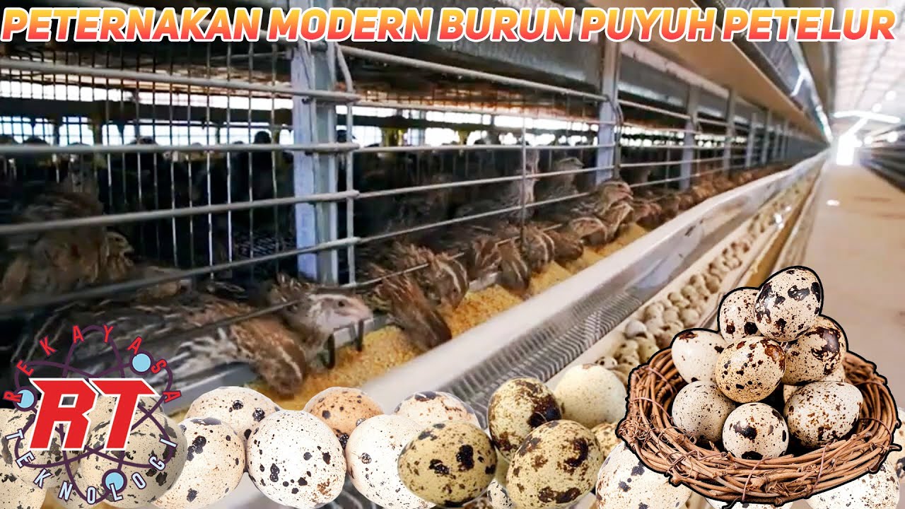 PETERNAKAN BURUNG PUYUH MODERN | PROSES PENETASAN HINGGA PRODUKSI TELUR