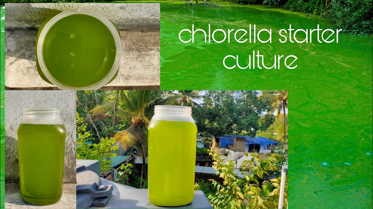 AWESOME CHLORELLA (ALGAE WATER) STARTER CULTURE AT HOME || CHEAP AND EASY || TAMIL