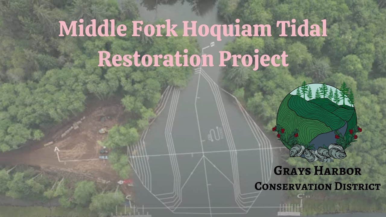 The Tide is Coming Home - Middle Fork Hoquiam Tidal Restoration Project