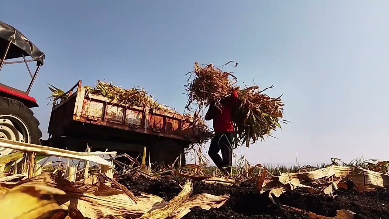 Farm life vlogs india. Amit farming blog. daily vlog video.  village lifestyle. farming blogs 🌴