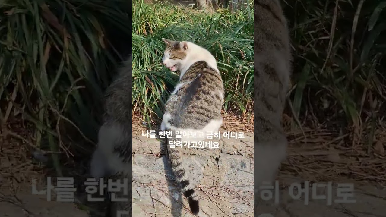 공원에 길냥이 보러 갔어요  #길양이 