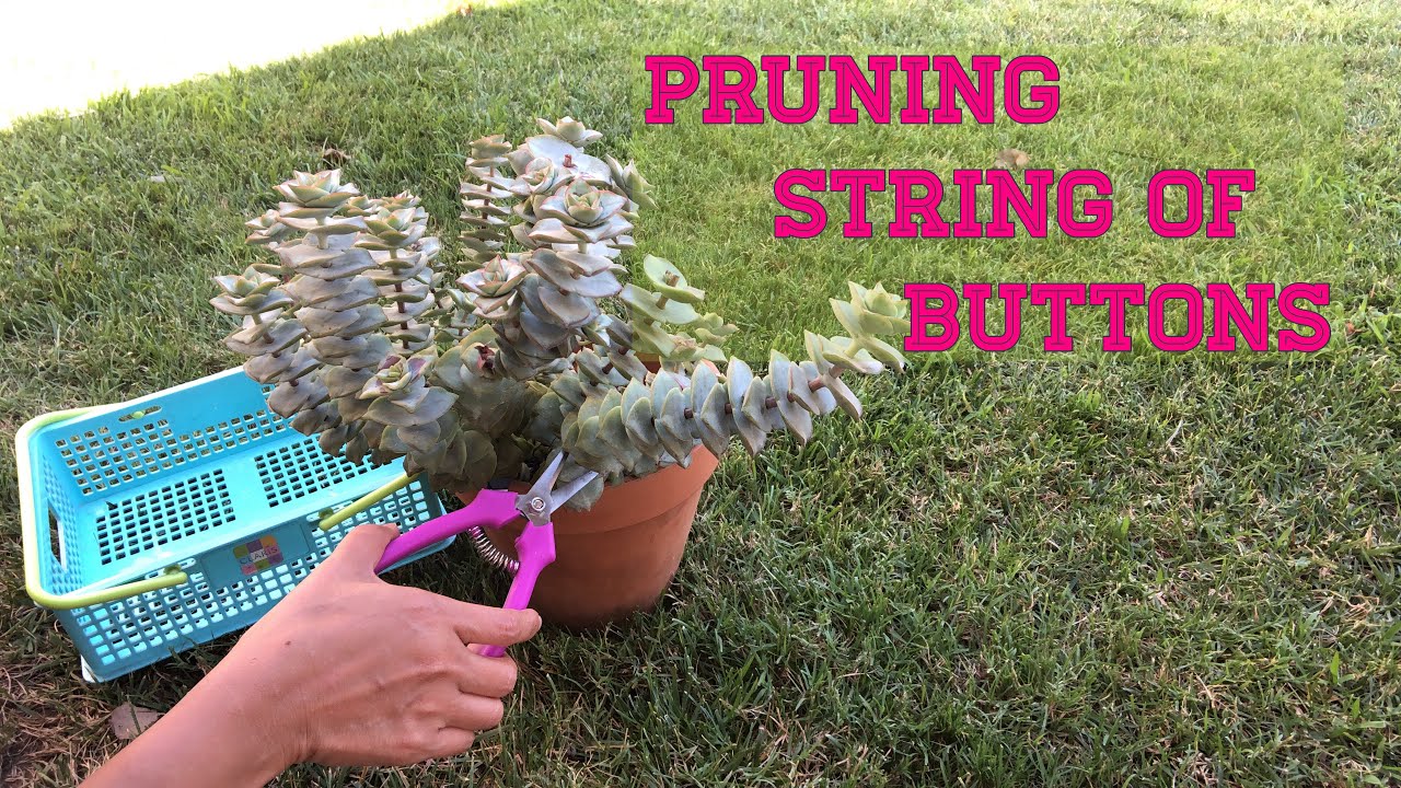 How to propagate Crassula Perporata String of buttons Succulent propagation